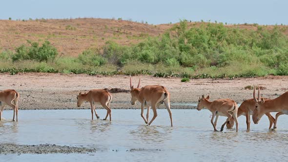Wild Saiga Antelope or Saiga Tatarica Drinks in Steppe alt