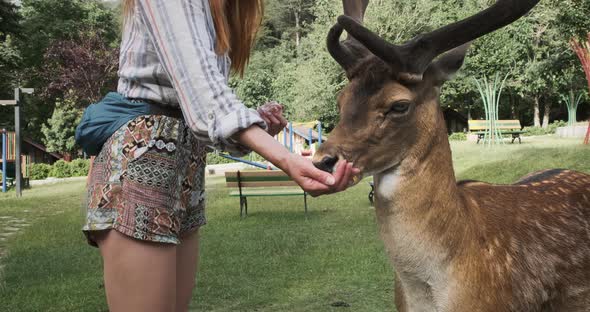Woman Handfeeding Deer at Family Petting Zoo alt