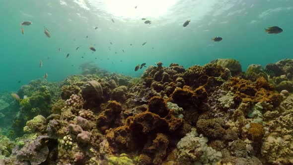 Coral Reef and Tropical Fish alt