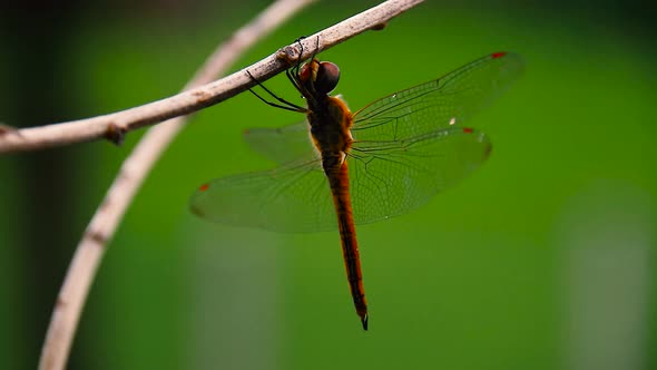 Close up of a red-veined darter or nomad dragonfly (Sympetrum fonscolombii) resting on a branch on a alt