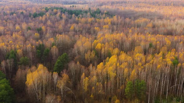 Autumn Forest with Colorful Foliage alt
