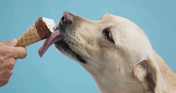 Close Up of Labrador Dog Eating Ice Cream, Licking Waffle Cone, Blue Studio Background alt