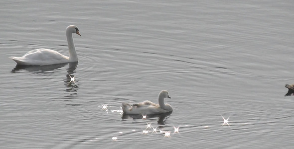 Swans In The Lake alt