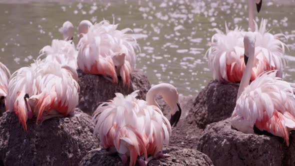 Flamingos roosting on thier nests with feathers fluffed out alt