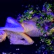 Sensual Woman is Floating in Shallow Water of Magical River or Lake in Night Sexulaity and - VideoHive Item for Sale
