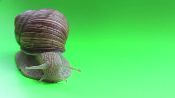 Close-up of a Snail on a Green Screen. A Snail Moves on a Green Screen. alt