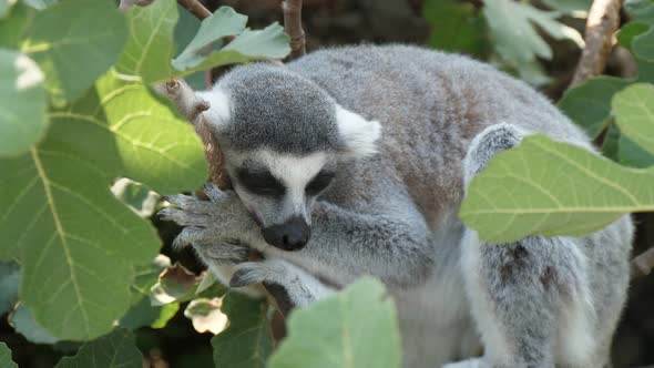 Pleasant Lemur Holding a Twig and Sleeping in a Green Tree on a Sunny Day in Summer
