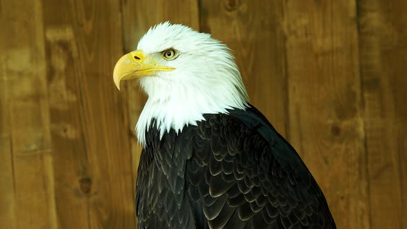 Portrait of a bald eagle (Haliaeetus leucocephalus) staring into the distance