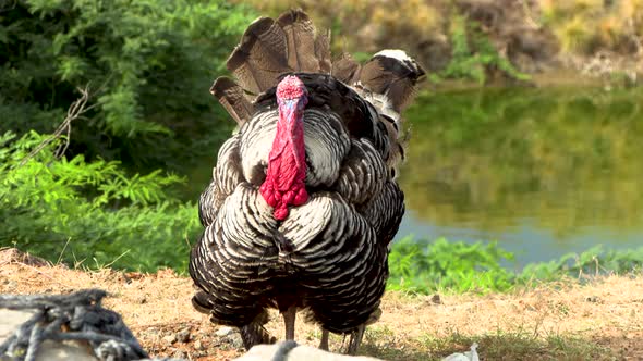 Wild free range turkey in its natural habitat alt