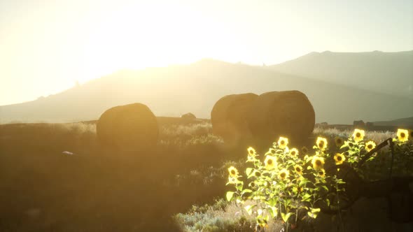 Hay Bales in the Sunset alt