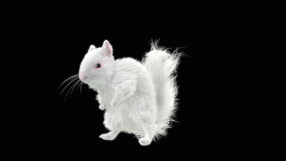 Squirrel Dancing HD alt