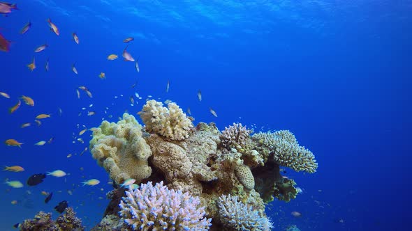 Reef Coral Garden