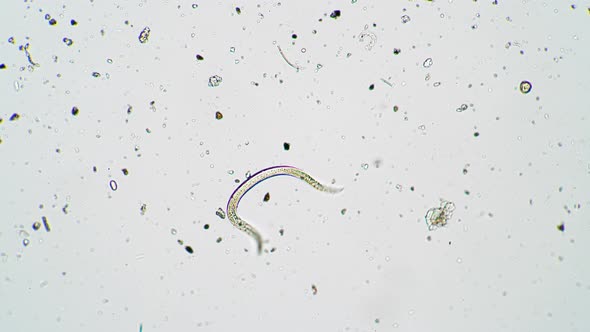 Roundworm Nematode Moves in Fresh Water Under a Microscope Close Up ...