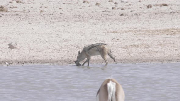 Jackal Hunting Birds at Waterhole