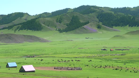 Little Vilage Farm Houses and Herds of Livestock in Wide Green Grassland at Edge of Forested Hill alt