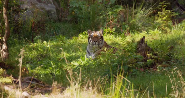 Tiger Laying at the Grass Floor in the Forest Resting in the Shadow
