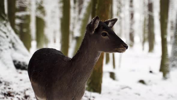 A fallow deer doe standing in falling snow in a winter forest,Czechia. alt