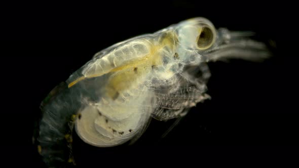 Black Sea Plankton and Zooplankton Under a Microscope, Mysid Shrimp ...