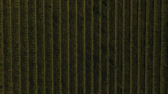 Top View Aerial View Landscape Agricultural Orchard Nature alt