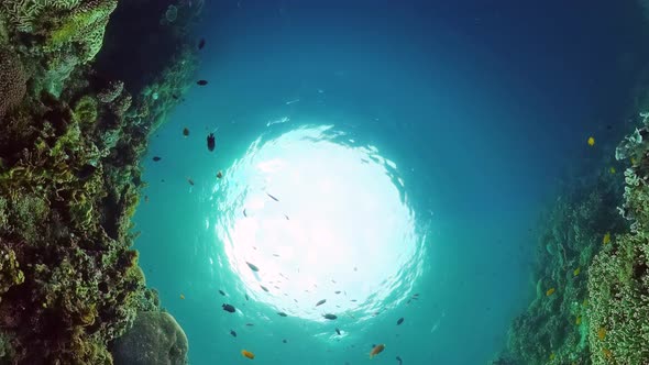 The Underwater World of a Coral Reef alt