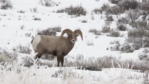 Bighorn sheep ram standing in snow on hillside alt