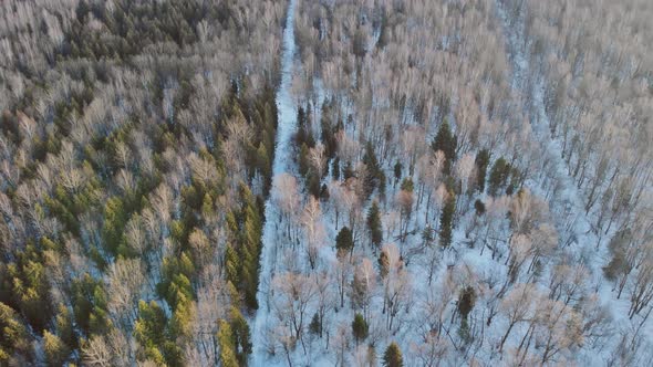 Aerial Top View Winter Panoramic Landscape with Snowy Forest in Heavy Snowfall alt