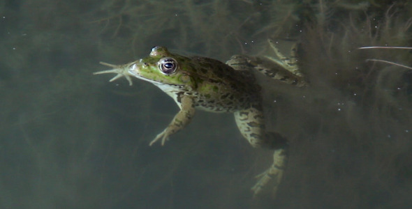 Frog in a Pond