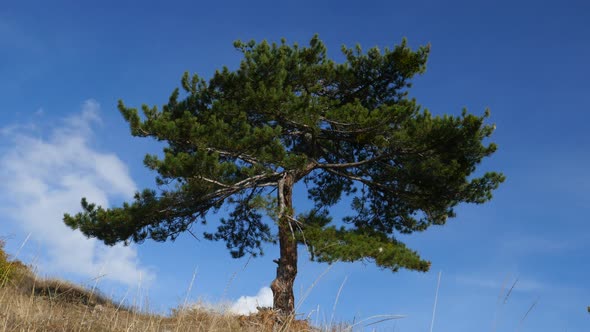 Lonely Tree on the Top of the Hill alt