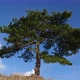 Lonely Tree on the Top of the Hill - VideoHive Item for Sale