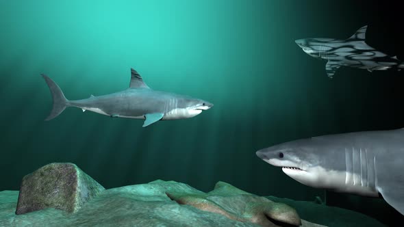 Shark In A Group Of 3 Realistic 3 D Animation  4 K .