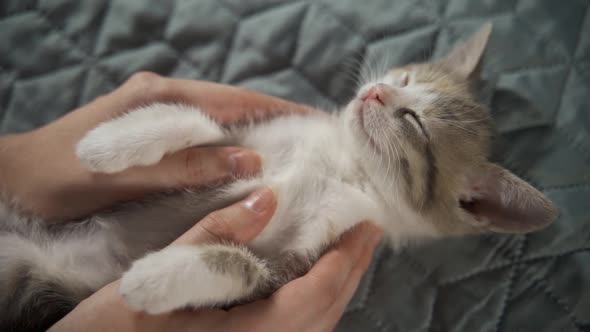 The Kitten is Fast Asleep and the Owner's Hands Hold It and Stroke the White Breast with His Fingers