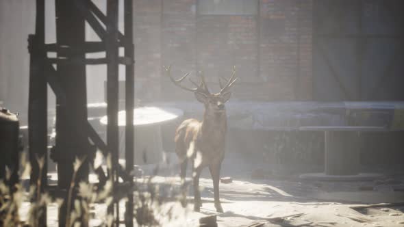 Wild Deer Rooming Around the Streets in Abandoned City alt