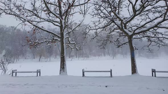 Cold, snowy winter morning in the park with multiple snowflakes falling from the sky