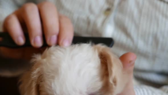 Pet Grooming  Woman Comb Hairs of Cute Puppy Dog