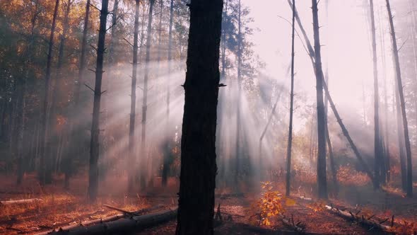 Walking through the foggy autumn forest.
