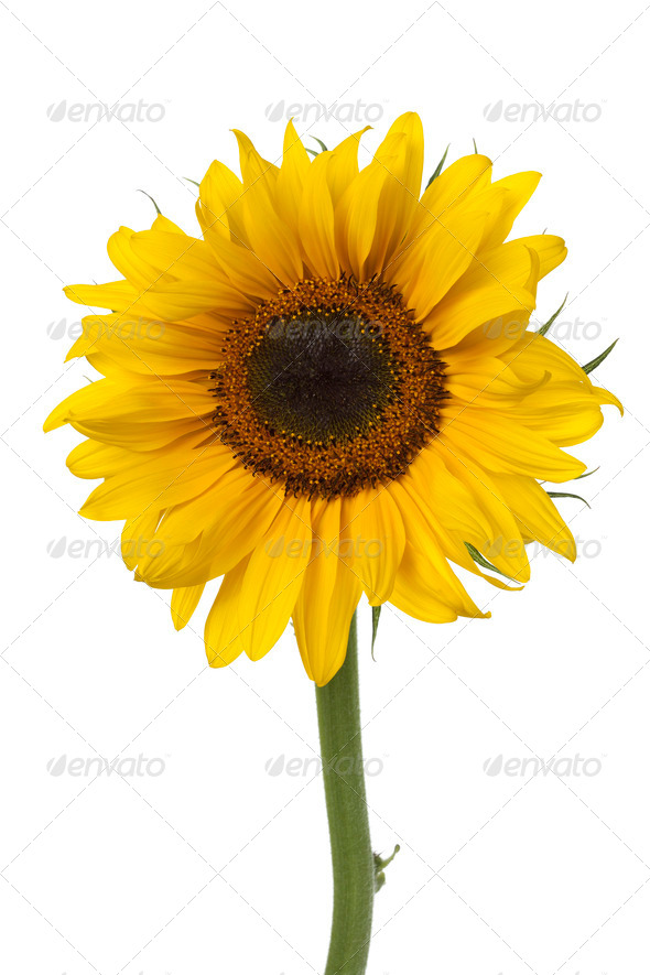 Single fresh sunflower - Stock Photo - Images