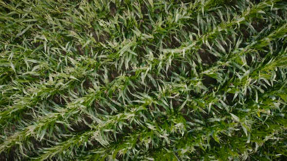 Static Aerial Top View of Cornfield Green Plants Crops Growing in Farmland