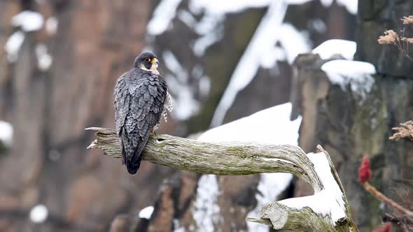 Peregrine Falcon on a Snowy Day Video Clip