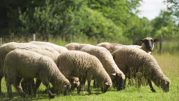 Flock of sheep grazing in sunny field, medium shot alt