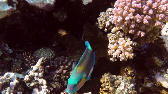 Daisy Parrotfish (Chlorurus Sordidus) in the Red Sea, Egypt alt