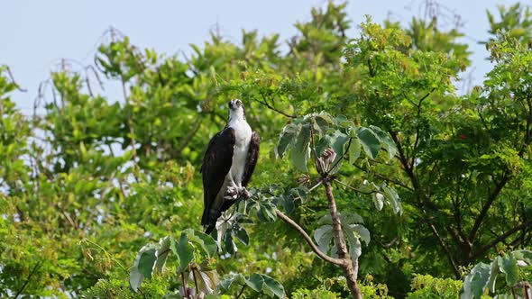 Costa Rica Bird of Prey, Osprey (Fish Hawk), Perched Perching on a Branch High in a Tree, Tarcoles R alt