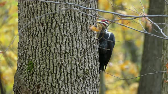 Pileated woodpecker perched, pecking tree trunk. Autumn leaves in background. Close fixed shot alt