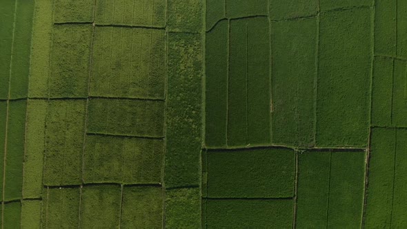 Aerial top down view of lush rice fields in Bali Indonesia