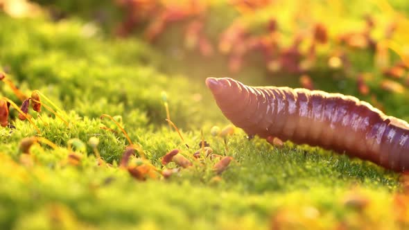 An Earthworm is a Terrestrial Invertebrate That Belongs to the Class Clitellata alt