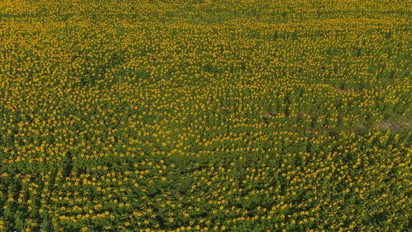 Field with Blooming Sunflowers Aerial View Agrarian in Rural Areas alt