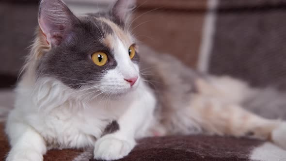 Curious Cat in the Room alt