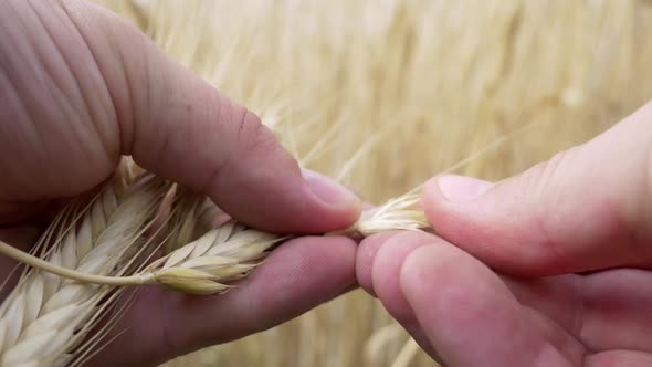 Farm Worker Hands Check for Ripeness or Disease Barley Spikelets or Rye
