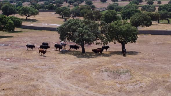 Bulls farm seen from the air alt
