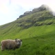 Faroese Sheep Graze on the Green Hills of Kalsoy Island - VideoHive Item for Sale