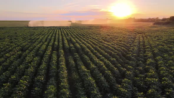 Soybean Field Sunset